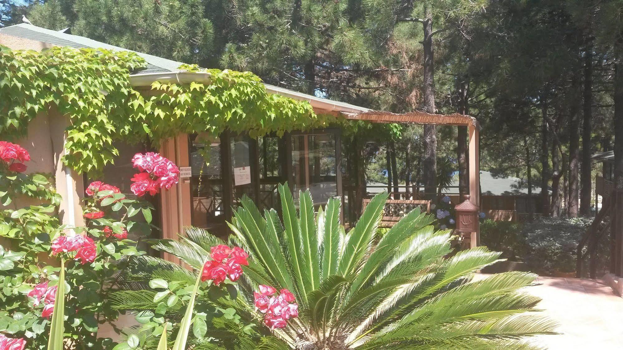 Residence Les Pins Καλβί Εξωτερικό φωτογραφία